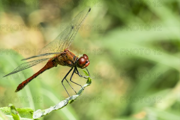 Ruddy darter
