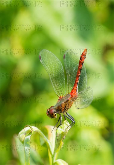 Ruddy darter