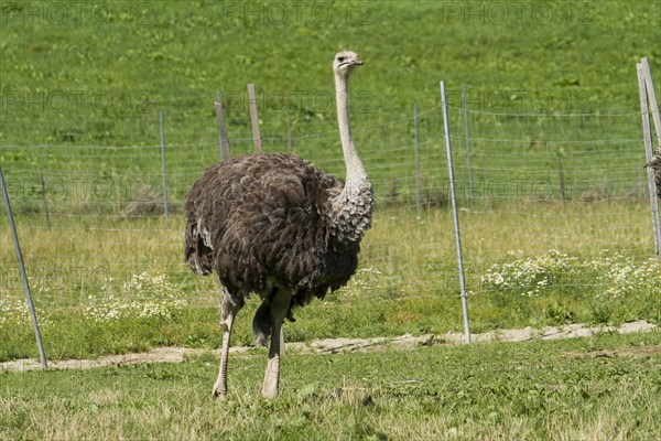 Common ostrich