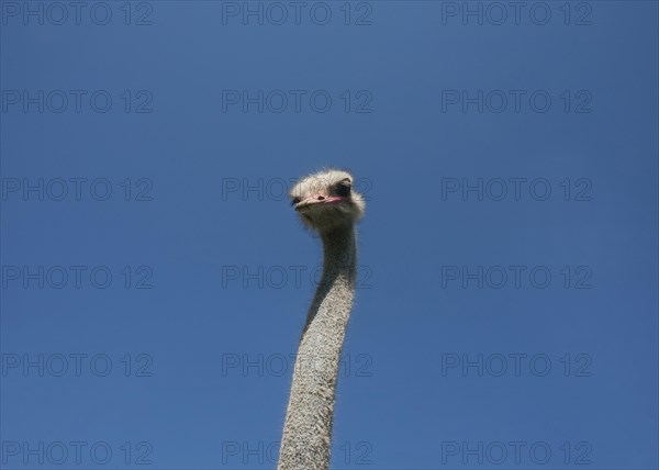 Common ostrich