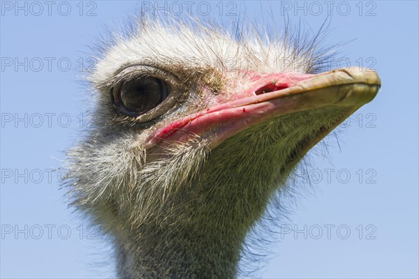 Common ostrich