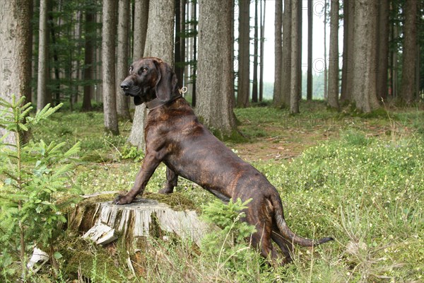 Hanoverian Hound