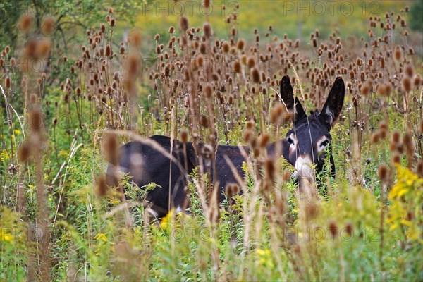 Hungarian Parlag donkey