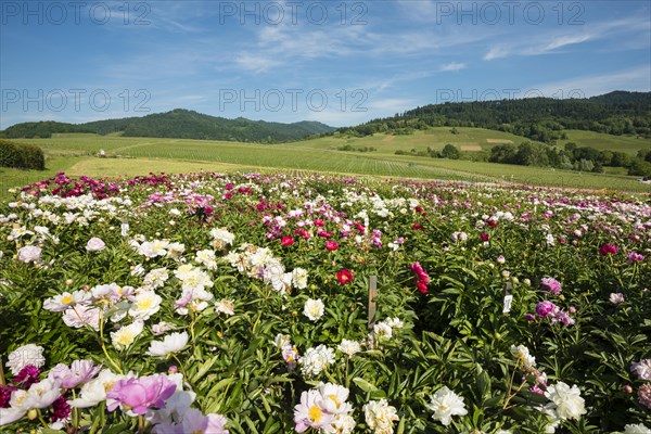 Blooming peonies in Laufen
