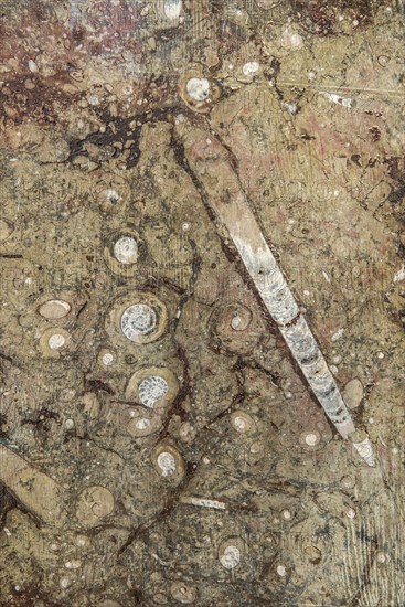 Orthoceras