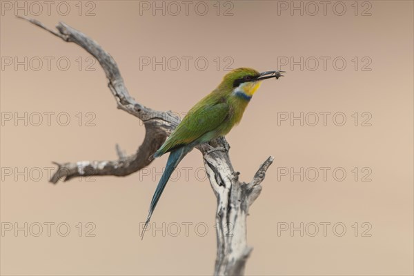 Swallow-tailed bee-eater