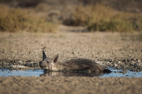 Brown hyena