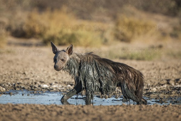 Brown hyena