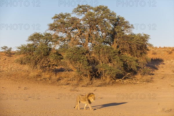 Lion