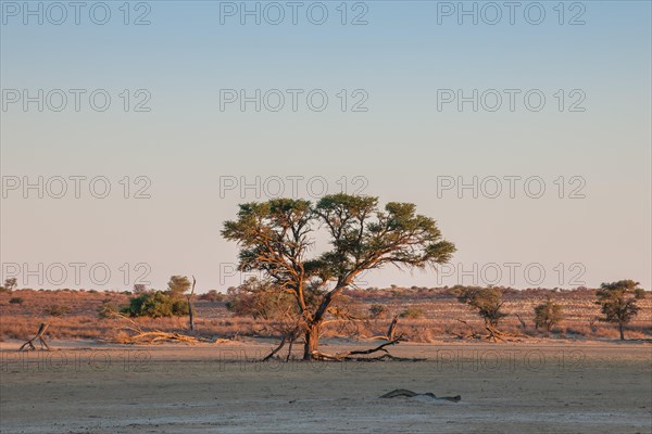 Camel thorn