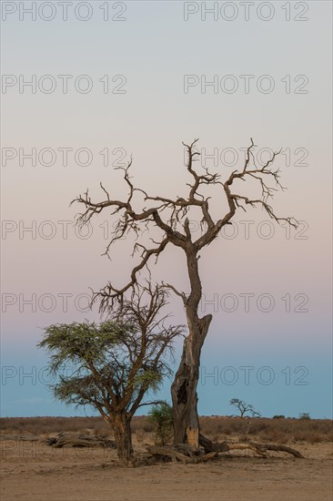 Camel thorn