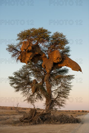Camel thorn