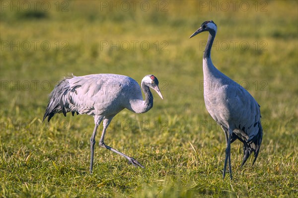 Eurasian or common crane