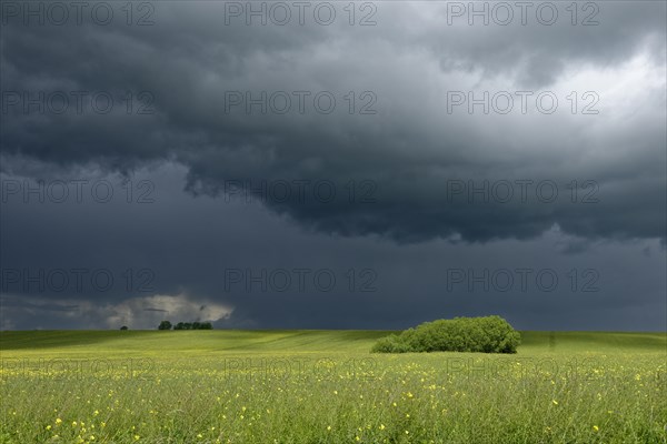 Dark clouds over field of rapeseed