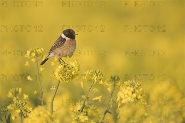European Stonechat