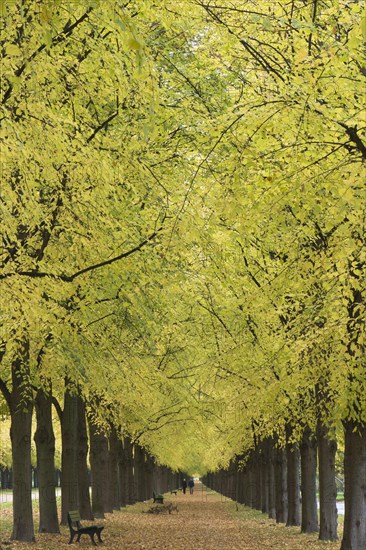 Lime tree