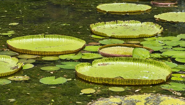 Giant Waterlilies