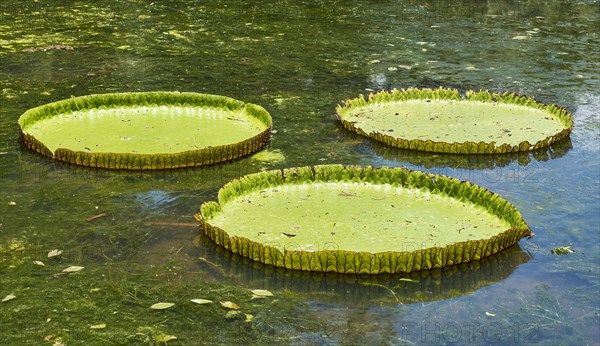 Giant Waterlilies