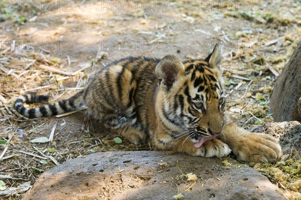 Bengal tiger
