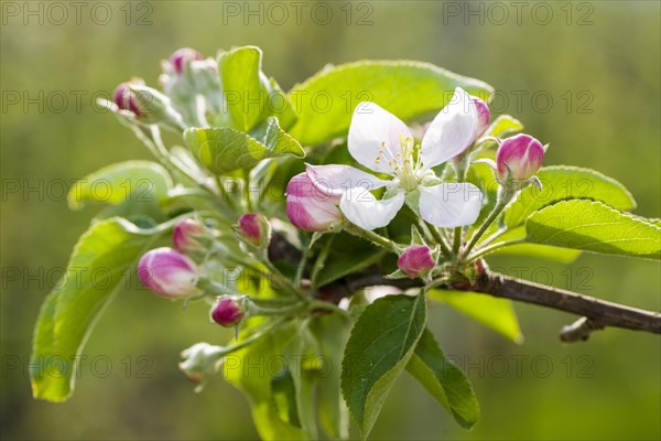 Blossoms of the apple variety 'Gala'