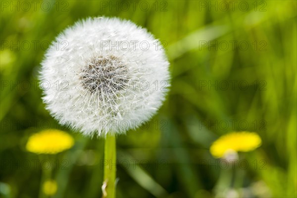 Blowball