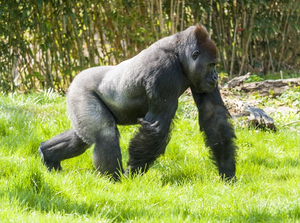 Western Low Land Gorilla