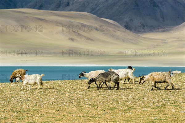 Barren landscape with a flock of Pashmina Goats