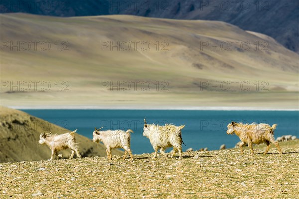 Barren landscape with a flock of Pashmina goats