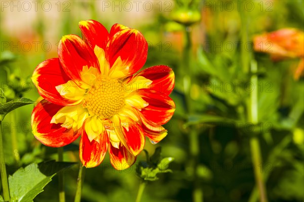 Dahlia
