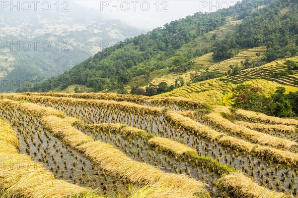 Terraced rice fields ready to be harvested