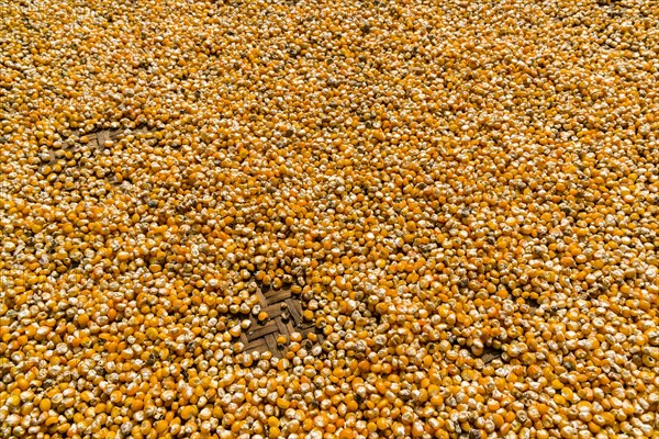 Corn is spread out on a woven plate to dry in the sun