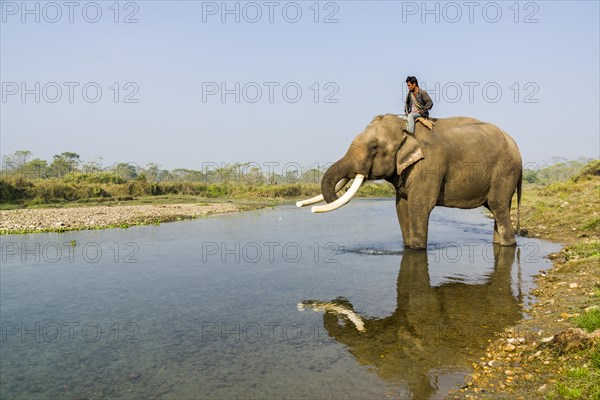 Domesticated male Asian elephant