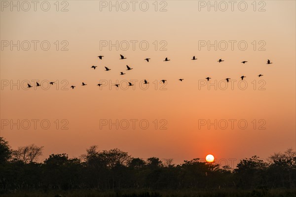 A flock of goose is flying over trees at sunset