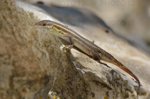 Adult snake-eyed lizard