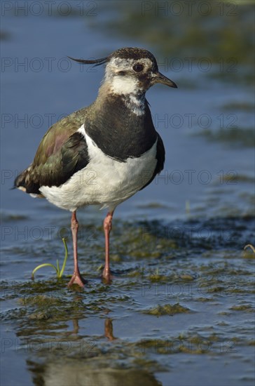 Northern lapwing