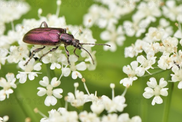 Violet shimmering leaf beetle