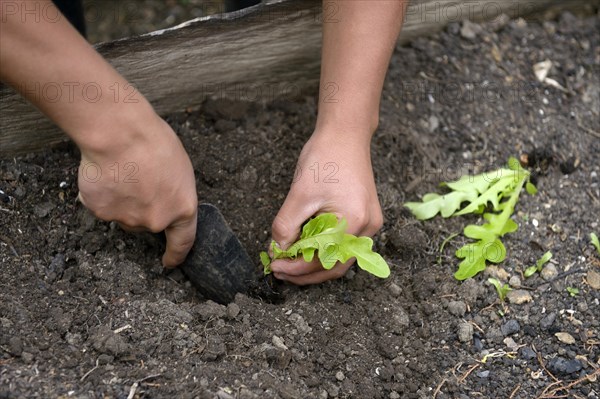 Teenager planting lettuce in a flower bed