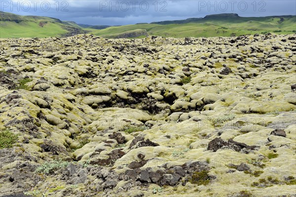 Lava with Niphotrichum elongatum moss