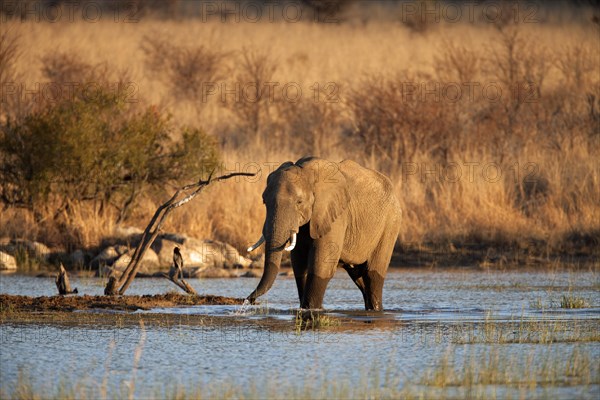 African bush elephant