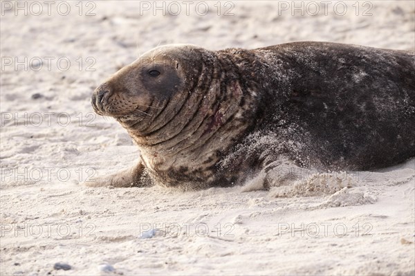 Grey seal