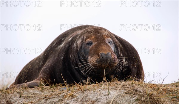 Grey seal