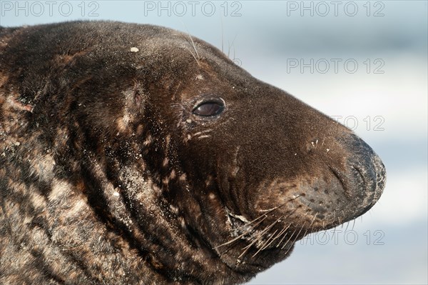 Grey seal