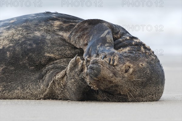 Grey seal