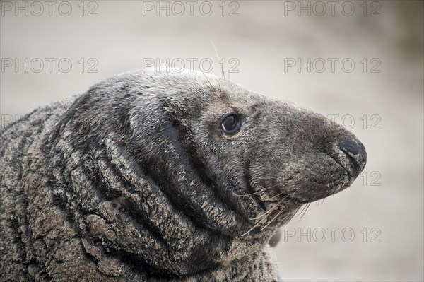 Grey seal
