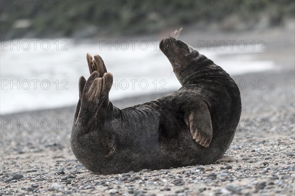 Grey seal