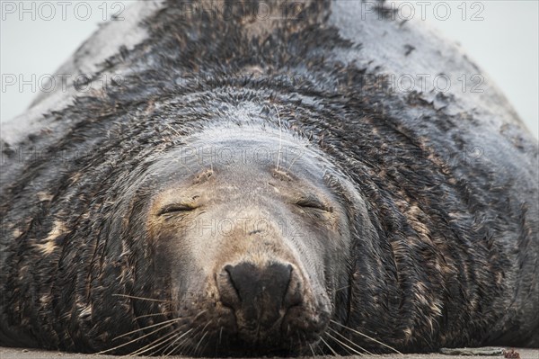 Grey seal