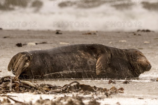 Grey seal