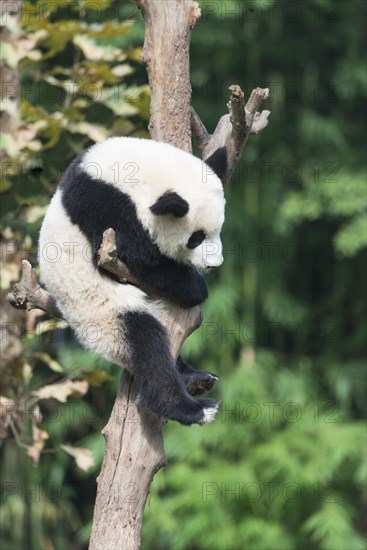 Giant Panda