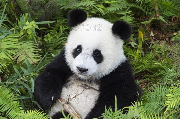Giant Panda