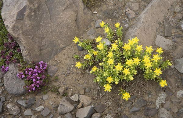 Mossy stonecrop